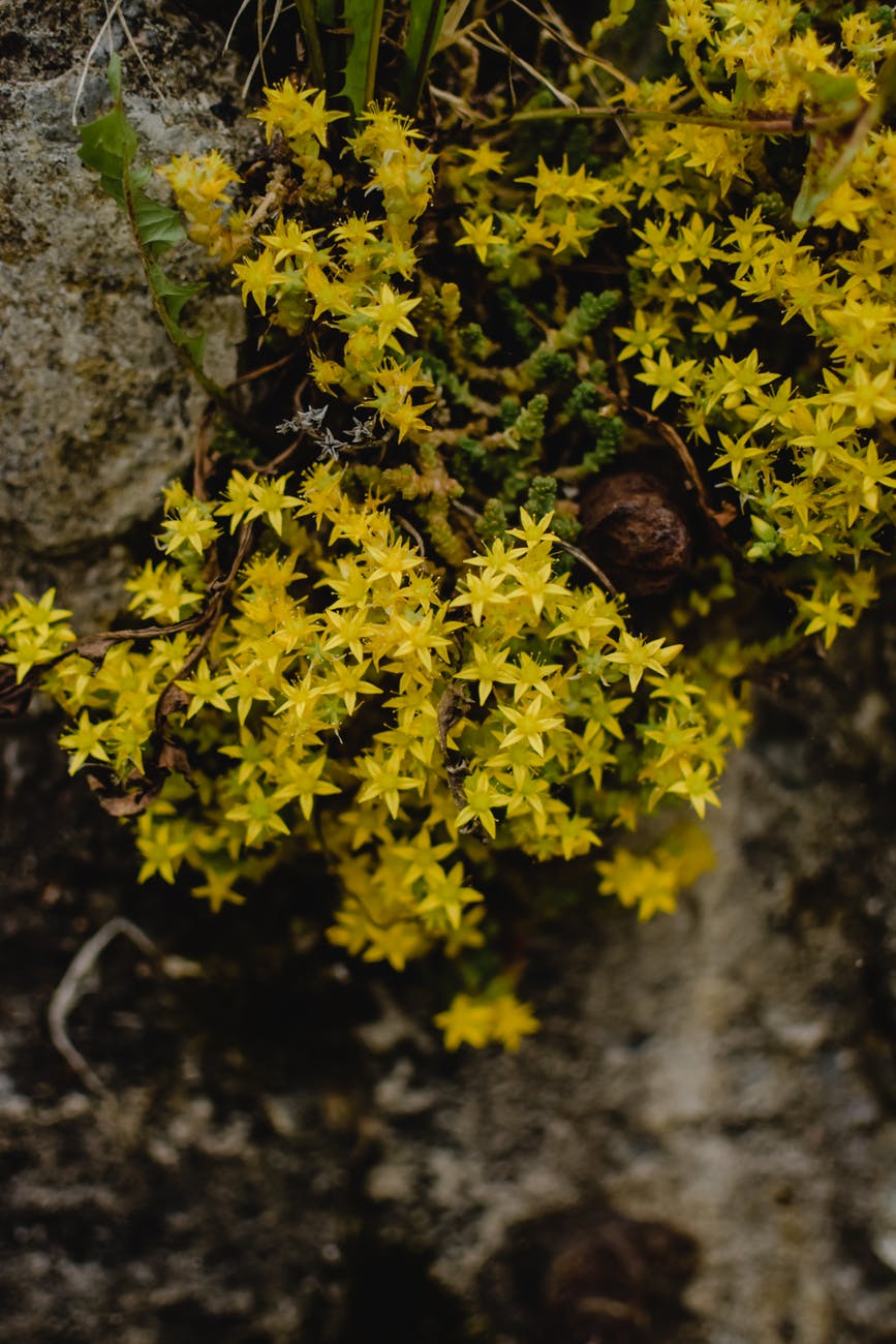 Sedum: Bonds of&nbsp;affection